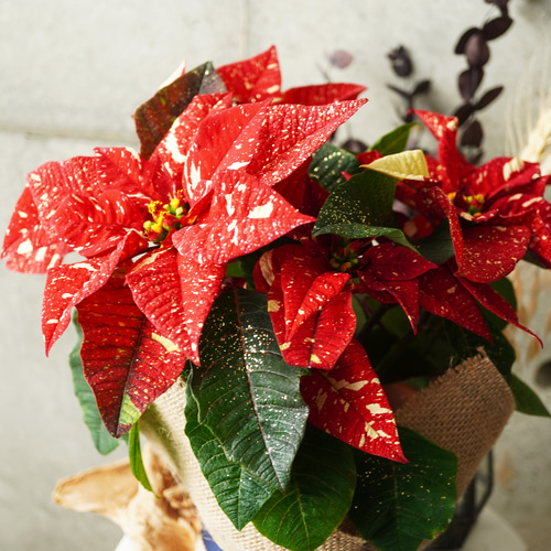 クリスマスを飾る祝福の花♪ポインセチア赤白系・ラメ付4号◇ギフト