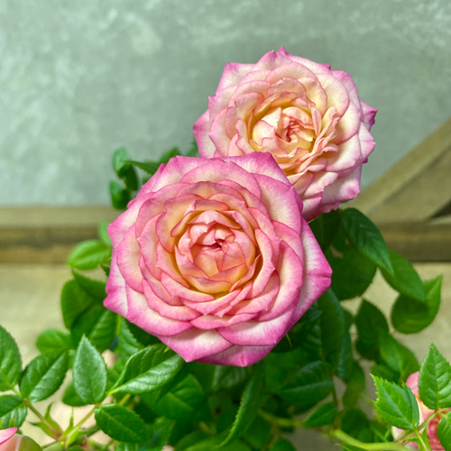 四季咲き ミニバラ カルーセルコルダナ アートフラワー plant life