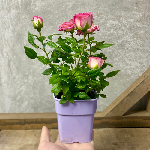 四季咲き ミニバラ カルーセルコルダナ アートフラワー plant life