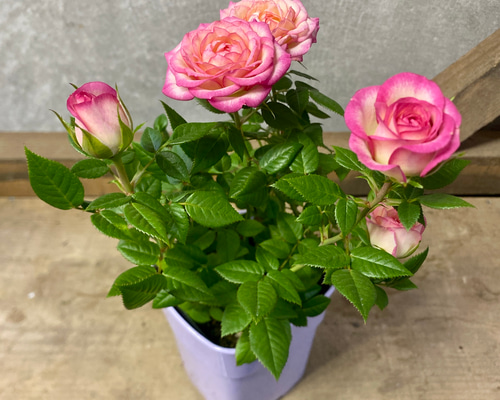 be168bccf3f46e7429417879da1585