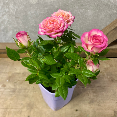 四季咲き ミニバラ カルーセルコルダナ アートフラワー plant life