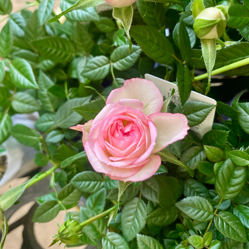 四季咲き ミニバラ カルーセルコルダナ アートフラワー plant life