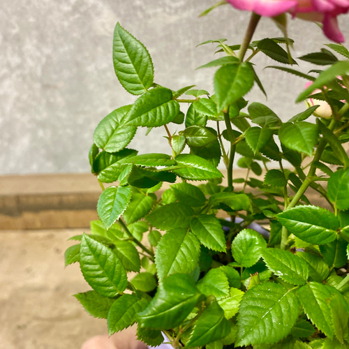四季咲き ミニバラ カルーセルコルダナ アートフラワー plant life