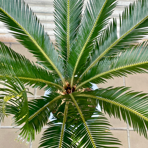 大きめ 蘇轍 ソテツ Cycas revoluta 8号 その他インテリア雑貨 PLANTS 