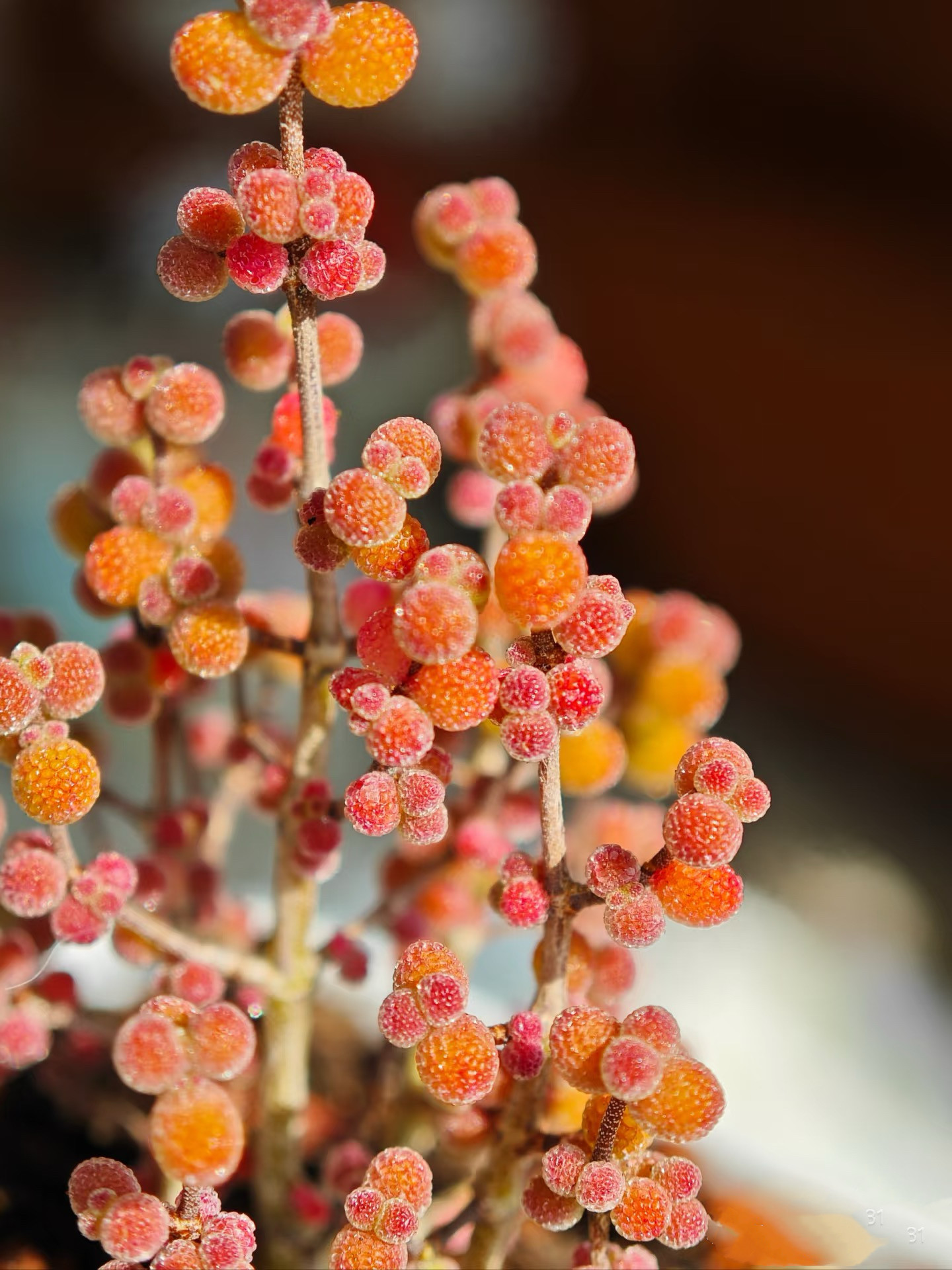 多肉植物　ドロサンテマム　丸くてコロコロ　米粒　小苗　抜き苗　１株 新入荷 多肉植物 ドロサンテマム 丸くてコロコロ 米粒 抜き苗 1