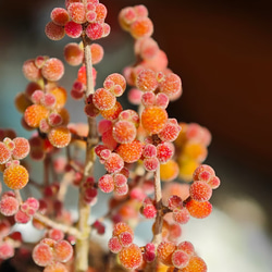 多肉植物 ドロサンテマム キラキラ ルビー 抜き苗 1株 多肉植物 愛多肉