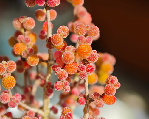 新入荷 多肉植物 ドロサンテマム 丸くてコロコロ 米粒 抜き苗 1