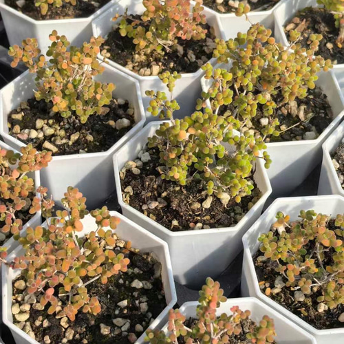 新入荷 多肉植物 ドロサンテマム 丸くてコロコロ 米粒 抜き苗 1
