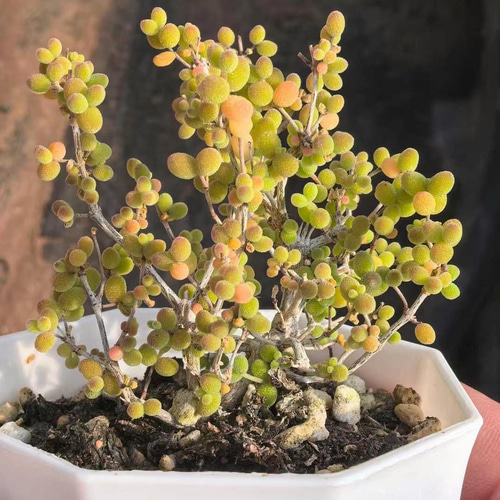 新入荷　多肉植物　ドロサンテマム　小小米　抜き苗　1株　7cm鉢 新入荷 多肉植物 ドロサンテマム 猫ミミ 小苗 抜き苗 1株 多肉