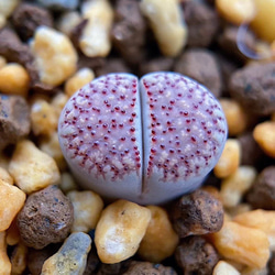 お買い得 早い者勝ち 2026 超豪華 12品種 多肉植物福袋 多肉植物 愛