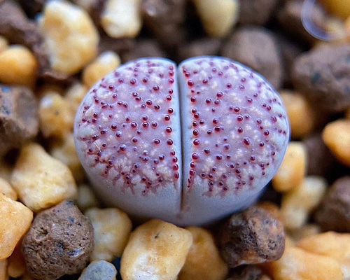 多肉植物 リトープス 朝貢玉 1.4cm 抜き苗 1株 多肉植物 愛多肉-(AI