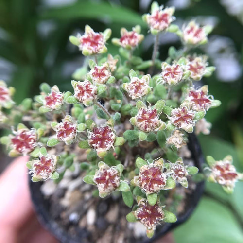 新入荷 多肉植物 キラキラ ドロサンテマム little fox 抜き苗 1