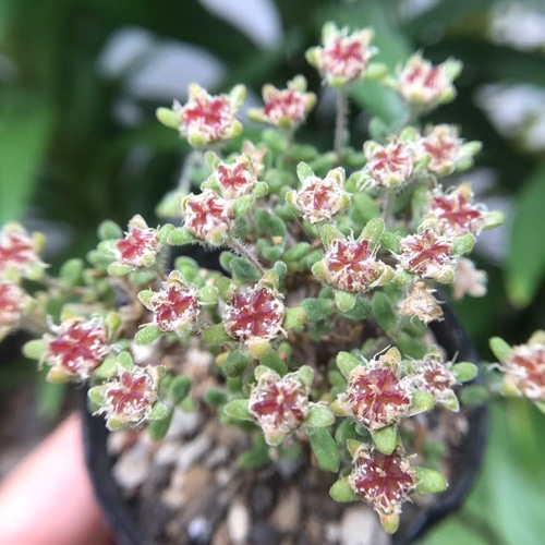 新入荷 多肉植物 キラキラ ドロサンテマム little fox 抜き苗 1株 多肉