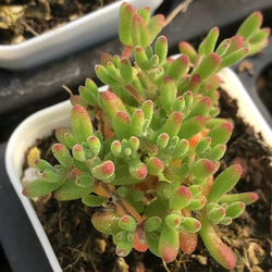 メルカリ便で発送❣️新入荷　レア多肉植物ドロサンテマ　キラキラ莱斯錦　抜き苗1株 新入荷 多肉植物 キラキラ ドロサンテマム little fox 抜き苗 1株 多肉