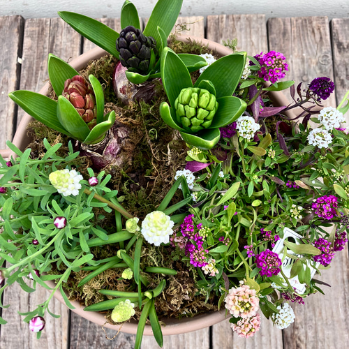 季節の寄せ植え＊ヒヤシンス＊アリッサム＊ムスカリ＊花かんざし