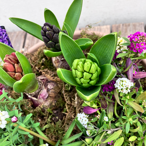 季節の寄せ植え＊ガーデンシクラメン＊ビオラ＊取手付きプランター