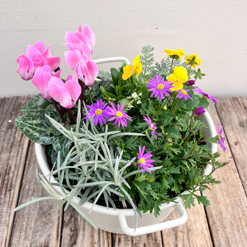 季節の寄せ植え＊ガーデンシクラメン＊ビオラ＊取手付きプランター