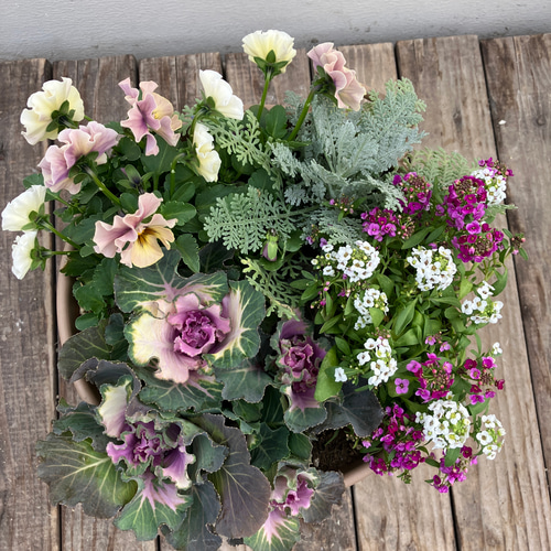 季節の寄せ植え＊ガーデンシクラメン＊ビオラ＊取手付きプランター