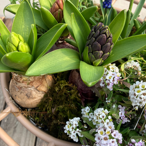 季節の寄せ植え＊ヒヤシンス＊アリッサム＊ムスカリ＊花かんざし＊取手