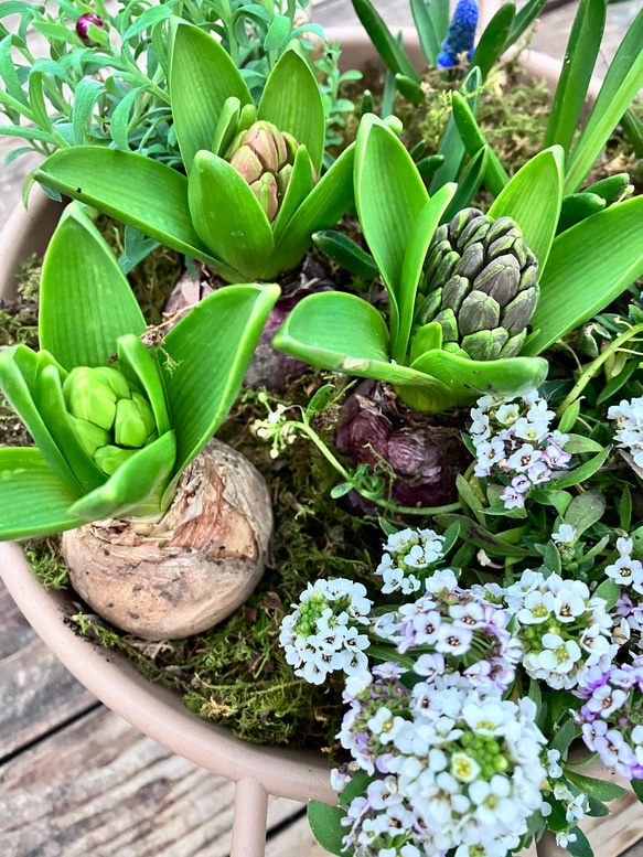 寄せ植え　花■ カルーナ アリッサム　スナップドラゴン　ブランルージュ イベリス 寄せ植え 花□ カルーナ アリッサム スナップドラゴン ブランルージュ
