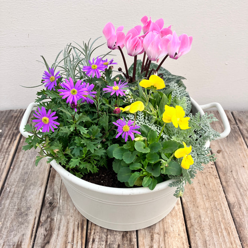 季節の寄せ植え＊ガーデンシクラメン＊ビオラ＊取手付きプランター