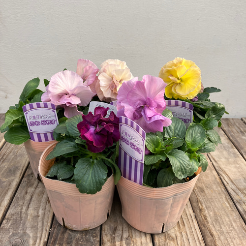 ドイリー1104❤️パンジーと八重咲き花✨2枚以上で2680円❣️ 八重咲きパンジー『フェアリーチュール』ケルン ジャンクガーデン 寄せ