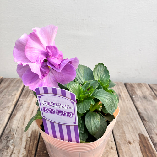 ふわどれす2ポットセット＊八重咲パンジー＊オシャレかわいいパンジー