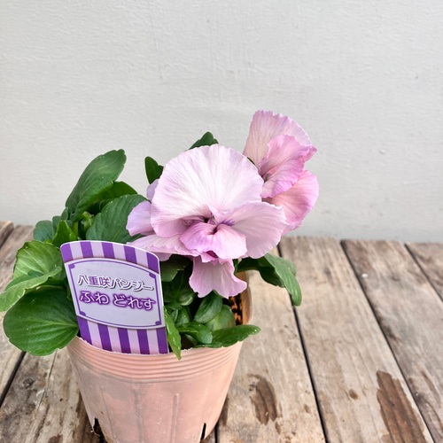 ふわどれす2ポットセット＊八重咲パンジー＊オシャレかわいいパンジー