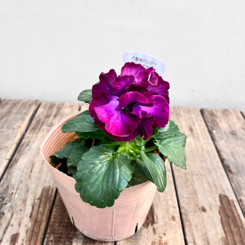 ふわどれす2ポットセット＊八重咲パンジー＊オシャレかわいいパンジー