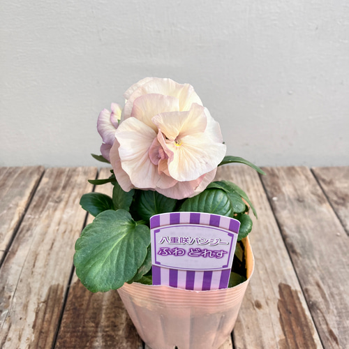 ふわどれす2ポットセット＊八重咲パンジー＊オシャレかわいいパンジー