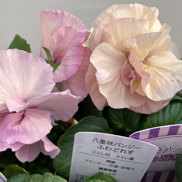 ふわどれす2ポットセット＊八重咲パンジー＊オシャレかわいいパンジー