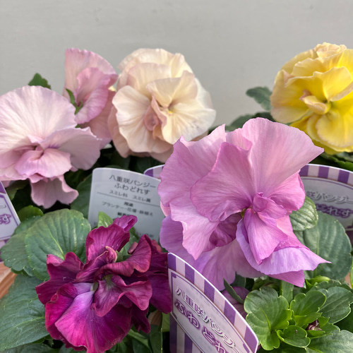 ふわどれす2ポットセット＊八重咲パンジー＊オシャレかわいいパンジー