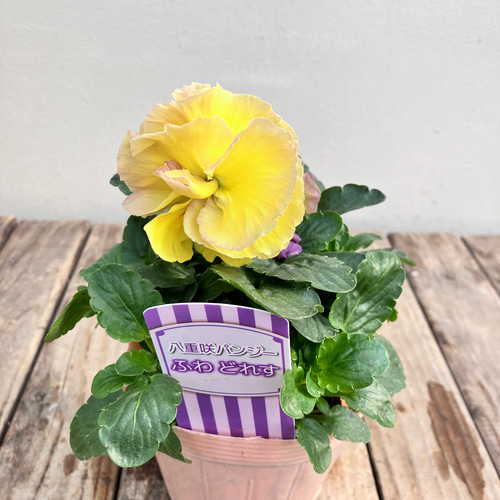 ふわどれす2ポットセット＊八重咲パンジー＊オシャレかわいいパンジー