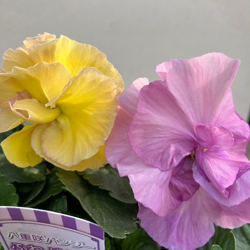 ふわどれす2ポットセット＊八重咲パンジー＊オシャレかわいいパンジー
