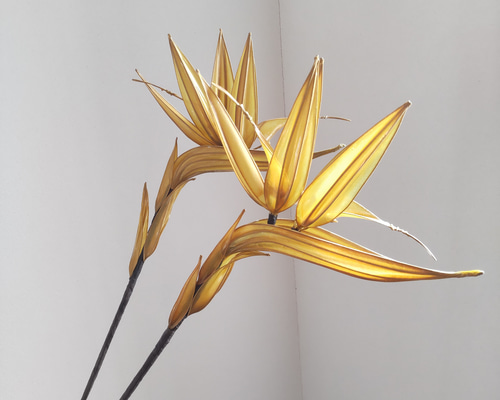 ストレリチア：レギネ（極楽鳥花） 8号鉢植え の通販 | 園芸ネット