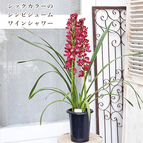 専用 ピンクシンビジューム3本立ち クレイフラワー シンビジウム シンビジューム 3本立 ピンク系 鉢花・鉢植え