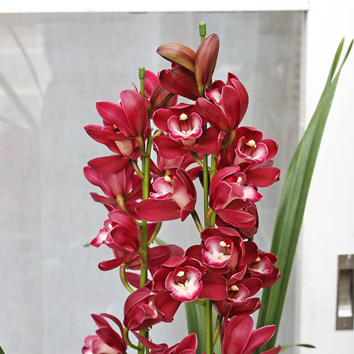 現品販売 鉢花 シンビジューム ワインシャワー 3本立ち 6号 高さ80cm