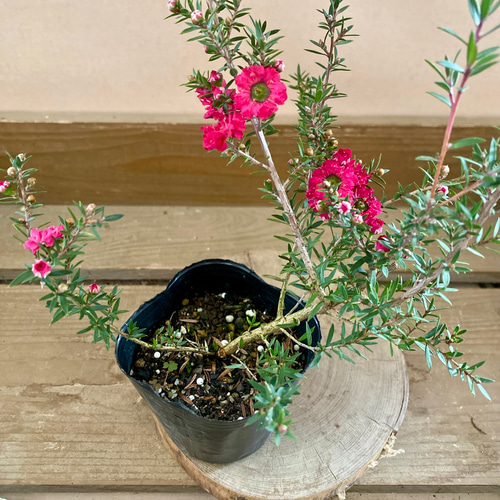 可愛い❤️パールアカシア テラコッタ鉢植え ミモザ カラー 可愛い❤️パールアカシア テラコッタ鉢植え ミモザ カラー