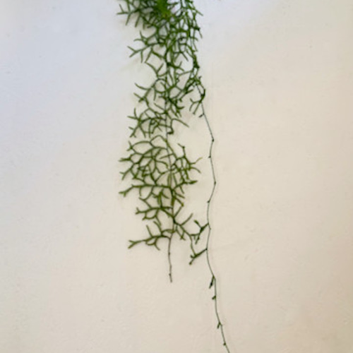 お正月飾り｜掛蓬莱 しめ縄・しめ飾り FLOWER*FORTUNE 通販