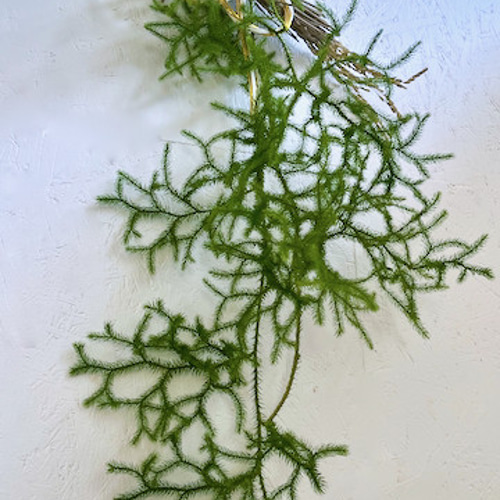 ヒカゲノカズラ お正月飾り しめ縄飾り しめ縄 蓬莱飾り 掛蓬莱