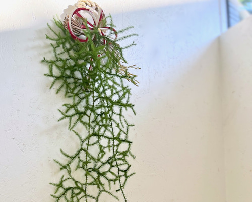 ヒカゲノカズラ　お正月飾り　しめ縄飾り　しめ縄　蓬莱飾り　掛蓬莱　水引 楽天市場】フレッシュ！ ヒカゲノカズラ 約1.5m×6本【クリスマス