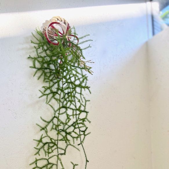 ヒカゲノカズラお正月飾りしめ縄飾りしめ縄蓬莱飾り掛蓬莱水引