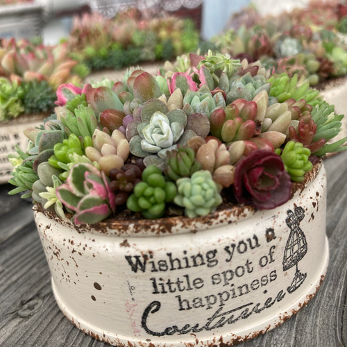 多肉植物寄せ植え そのまま飾れる ちまちま寄せ オーダー制 多肉植物