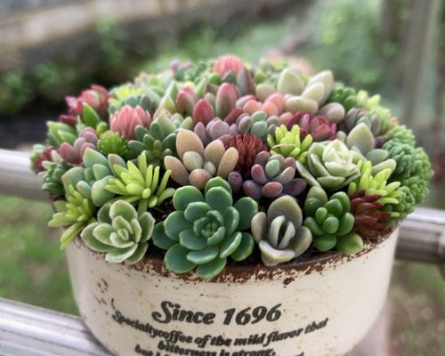 ★★壁掛け❤️★ちまちまキュンキュン★寄せ植え★このまま飾れます★多肉植物 壁掛け❤️☆ちまちまキュンキュン☆寄せ植え☆このまま飾れます☆多肉