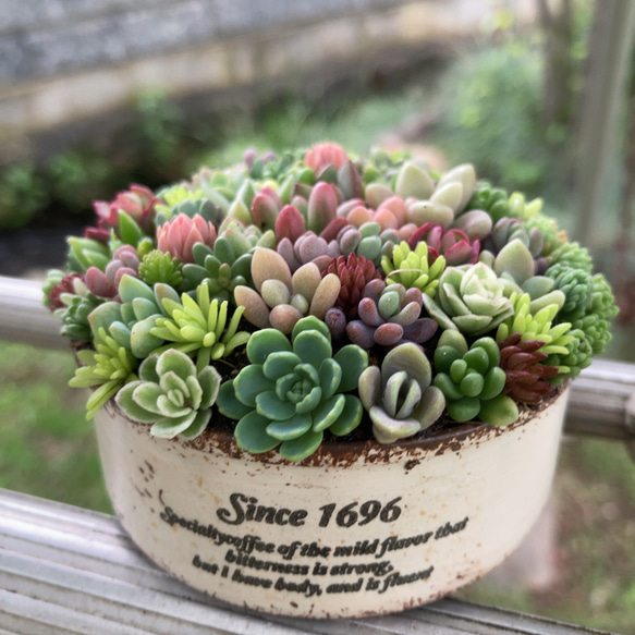 多肉植物寄せ植え そのまま飾れる ちまちま寄せ オーダー制 多肉植物