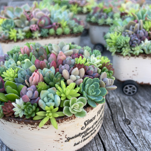 多肉植物寄せ植え そのまま飾れる ちまちま寄せ オーダー制 多肉植物