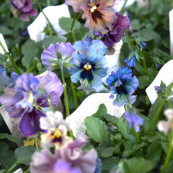 ジニア「プロフュージョン チェリーバイカラー」 ピンク 花苗 花 苗