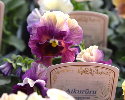 ＲＹＵビオラデコルテ✳︎ブルーイングアイクルール花苗フリルパンジー6株 RYU様専用ビオラデコルテ✳︎ブルーイングアイクルール花苗フリル