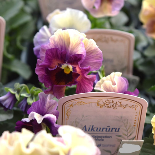 ビオラ「アイクルール」桐生ふぁ～むさん 花日和さん 花苗 花 苗