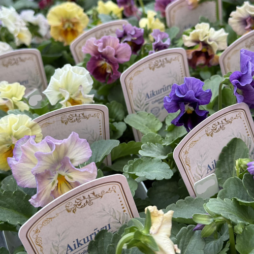 ビオラ苗　ビオラ　アイクルール　24苗 画像の現品1点限り!!桐生ふぁ~む×花日和さんのビオラ「アイクルール